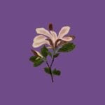 Tsuki ga Kirei ne to Iwaretai! (I Want You to Tell Me the Moon is Beautiful!)